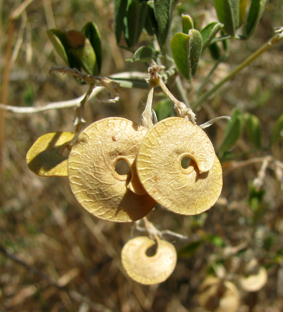 Image of Medicago arborea specimen.