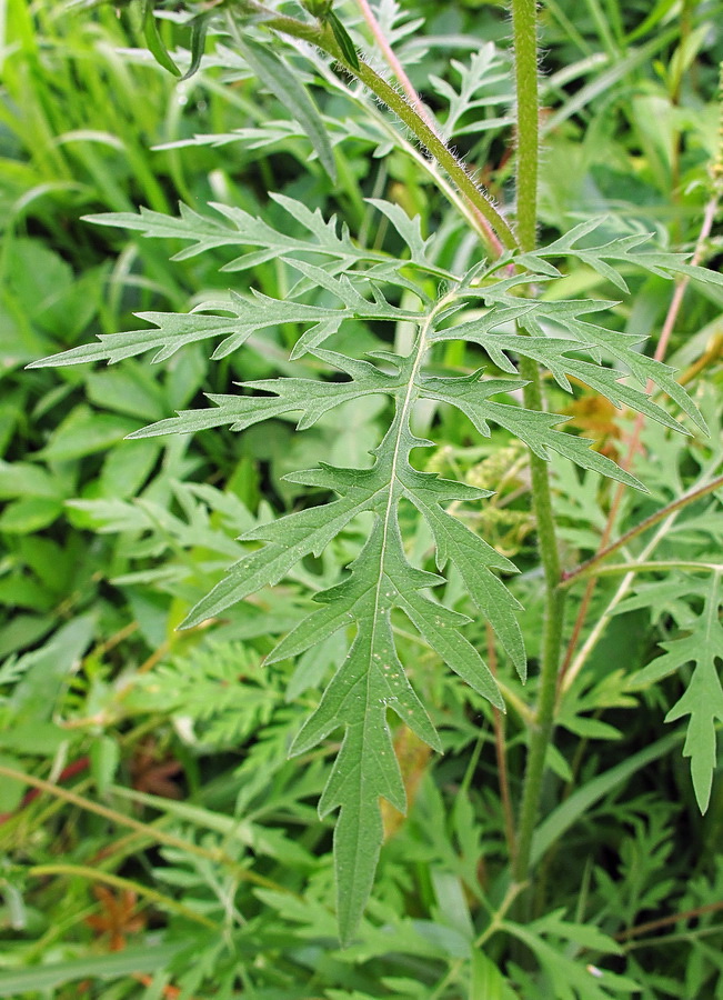 Image of Ambrosia artemisiifolia specimen.