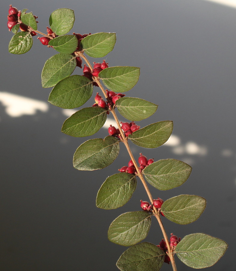 Изображение особи Symphoricarpos &times; doorenbosii.