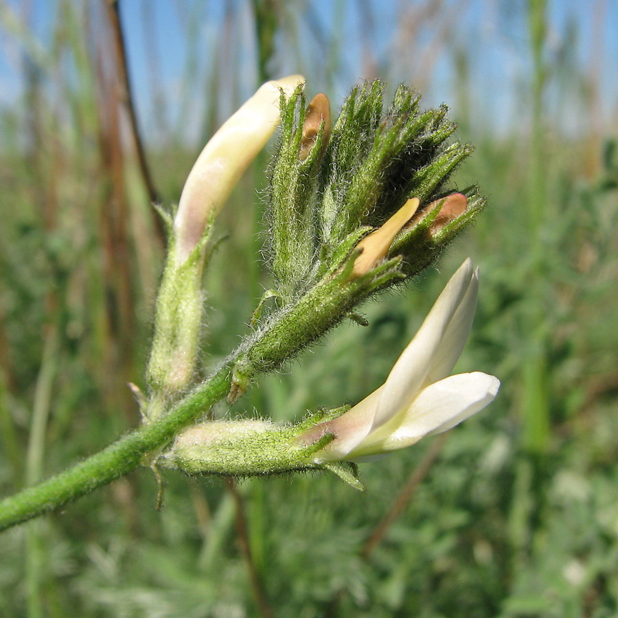 Изображение особи Astragalus reduncus.