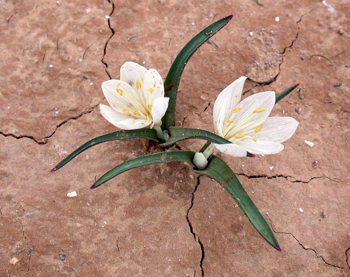Image of Colchicum ritchiei specimen.