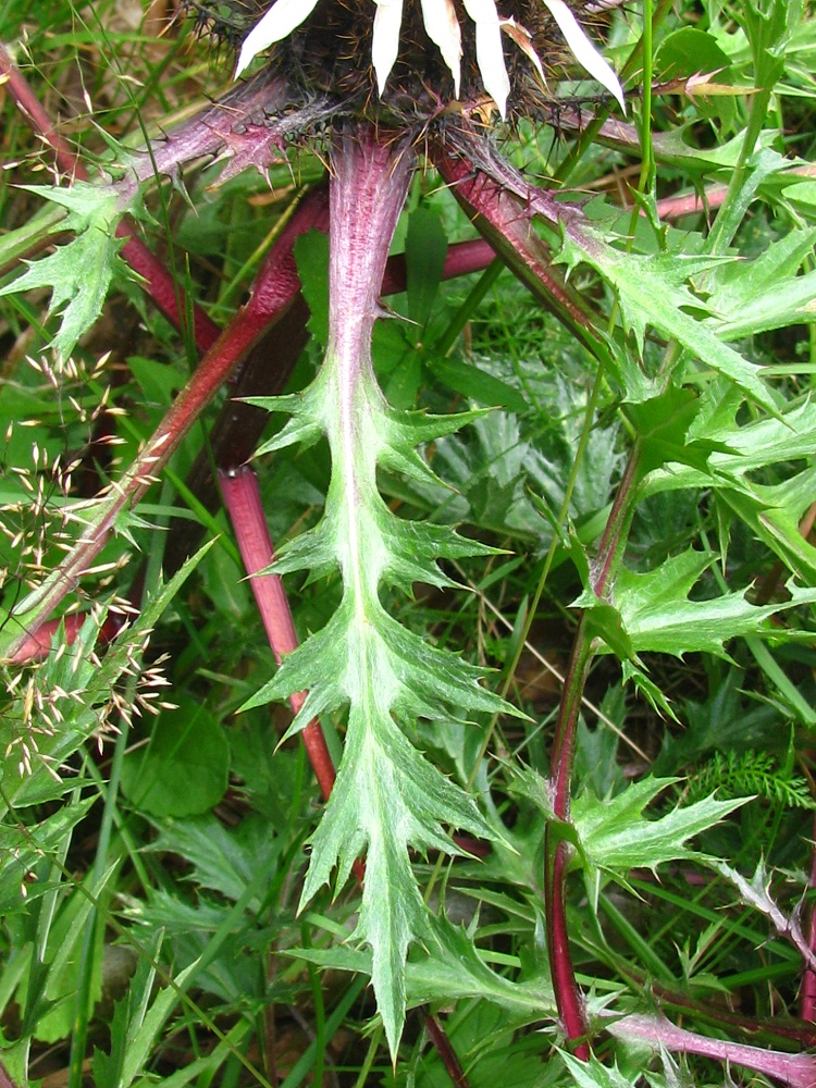 Image of Carlina acaulis specimen.