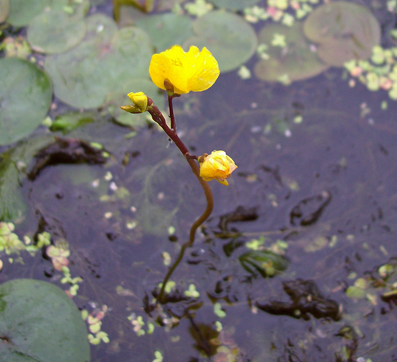 Изображение особи Utricularia vulgaris.