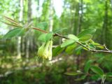 Lonicera pallasii