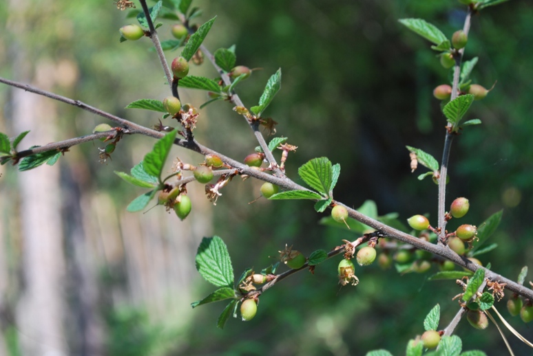 Image of Cerasus tomentosa specimen.