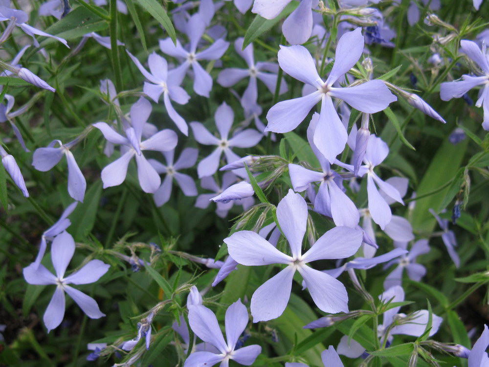 Image of Phlox divaricata specimen.