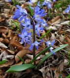 Chionodoxa sardensis