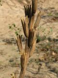 Oenothera villosa