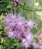 Saussurea salsa. Соцветие. Кыргызстан, южный берег озера Иссык-Куль, на берегу Мёртвого озера. 09.08.2011.