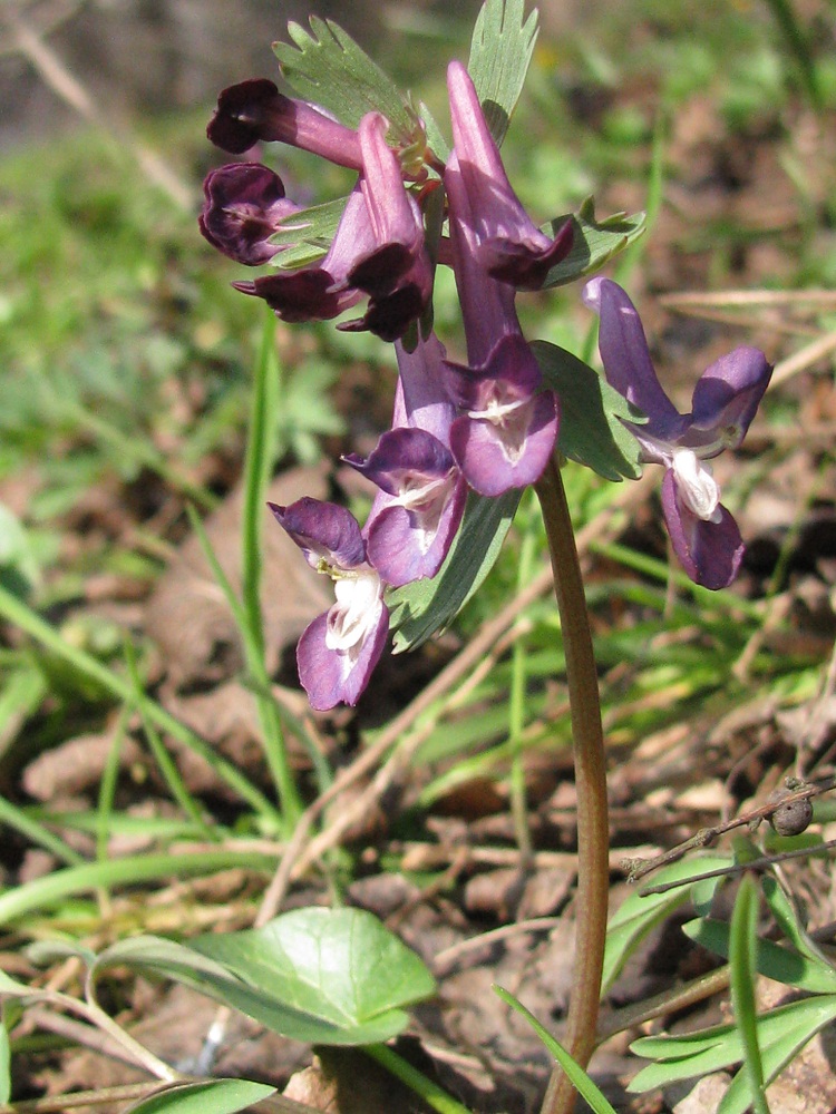 Изображение особи Corydalis solida.