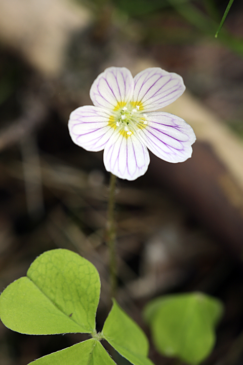 Изображение особи Oxalis acetosella.