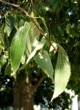 род Celtis. Верхушки побегов. Хорватия, Истрия, г. Ровинь, возле Кафедрального собора св. Евфимии. 06.09.2012.
