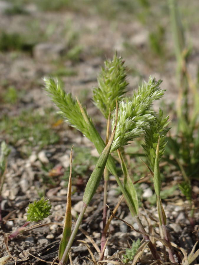 Image of Rostraria cristata specimen.