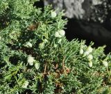 Juniperus davurica