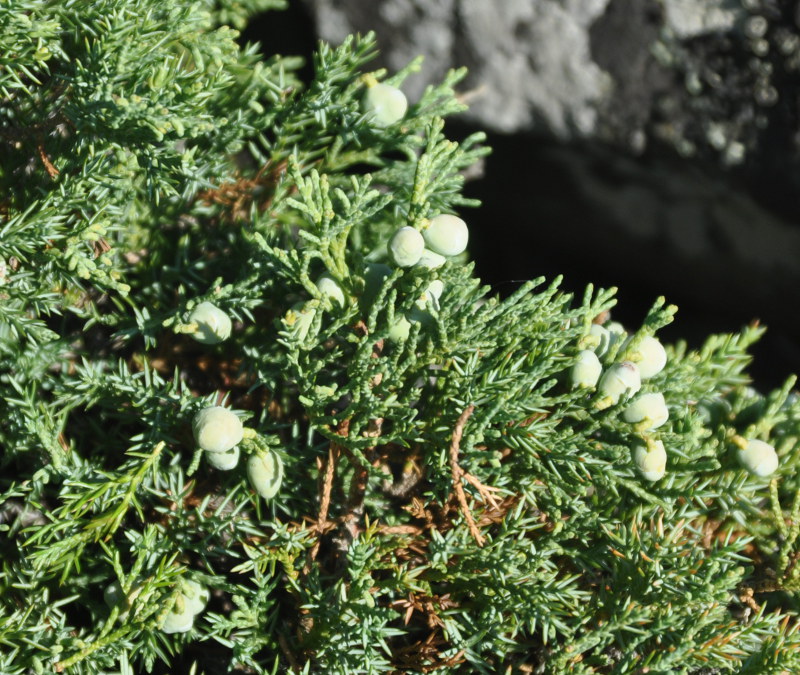 Изображение особи Juniperus davurica.