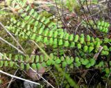 Asplenium trichomanes. Вайи. Хорватия, Лика-Сень, Национальный парк «Плитвицкие озёра», склон каньона с р. Корана и озерами. 05.09.2012.