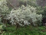 Salix gmelinii. Взрослое растение. Московская обл., Лотошинский р-н, окр. дер. Савостино. 24.05.2013.