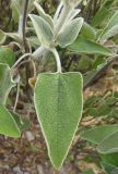 Phlomis fruticosa