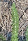 Achillea