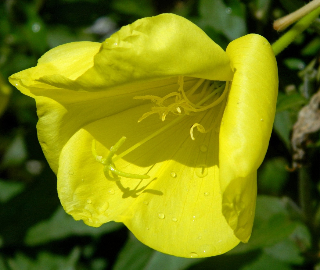 Изображение особи Oenothera glazioviana.