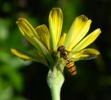 Tragopogon pratensis