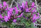 Astragalus suffruticosus