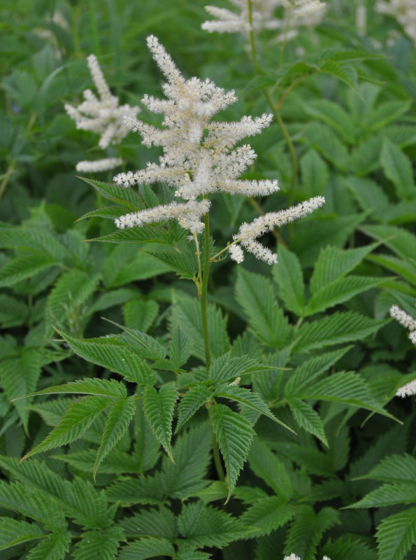 Изображение особи Aruncus dioicus.