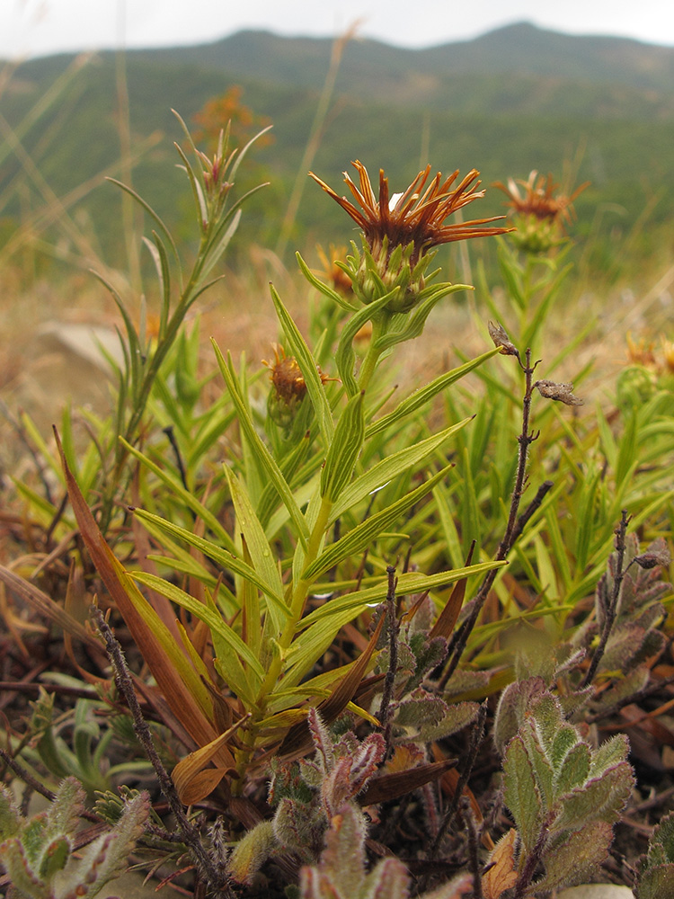 Изображение особи Inula ensifolia.