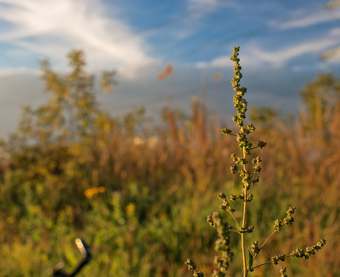 Изображение особи Atriplex patula.