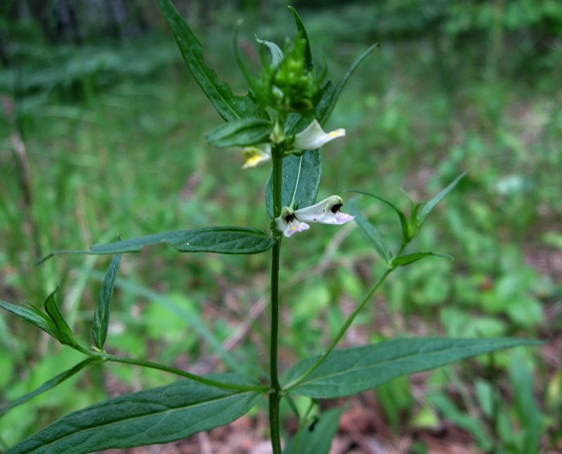 Изображение особи Melampyrum pratense.