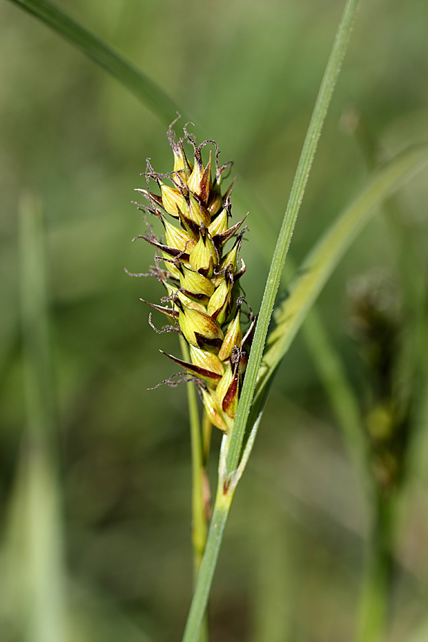 Изображение особи Carex melanostachya.