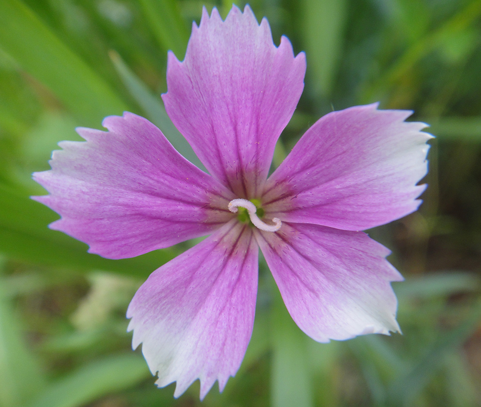 Image of Dianthus versicolor specimen.