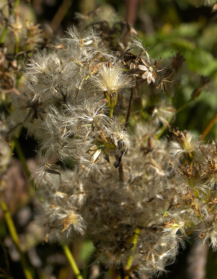 Image of Caucasalia pontica specimen.