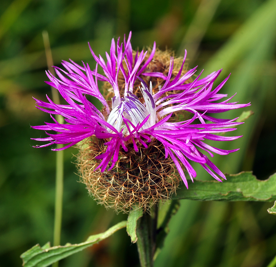 Изображение особи Centaurea pseudophrygia.