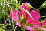 Hibiscus × hybridus. Цветок (вид со стороны чашечки). Узбекистан, г. Ташкент, Ботанический сад им. Ф.Н. Русанова. 22.07.2010.