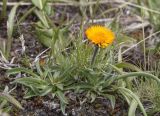 Erigeron aurantiacus. Цветущее растение. Казахстан, Заилийский Алатау, перевал Талгар, 3200 м н.у.м. 30.06.2013.