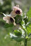 Hyoscyamus niger. Цветки. Южный Казахстан, окрестности разъезда Чокпак. 12.05.2013.