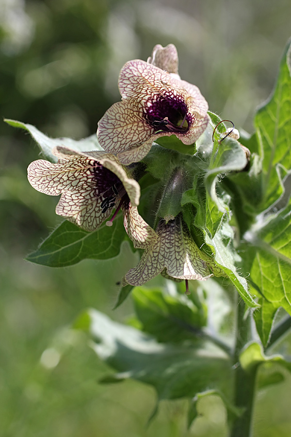 Изображение особи Hyoscyamus niger.