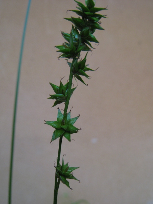 Image of Carex polyphylla specimen.