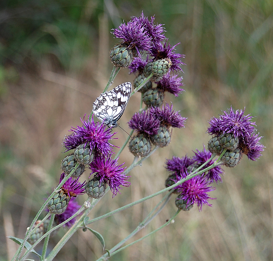Image of Centaurea apiculata specimen.