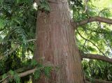 Thuja plicata. Средняя часть ствола и основания нижних скелетных ветвей взрослого растения. Германия, г. Дюссельдорф, Ботанический сад университета. 14.08.2013.