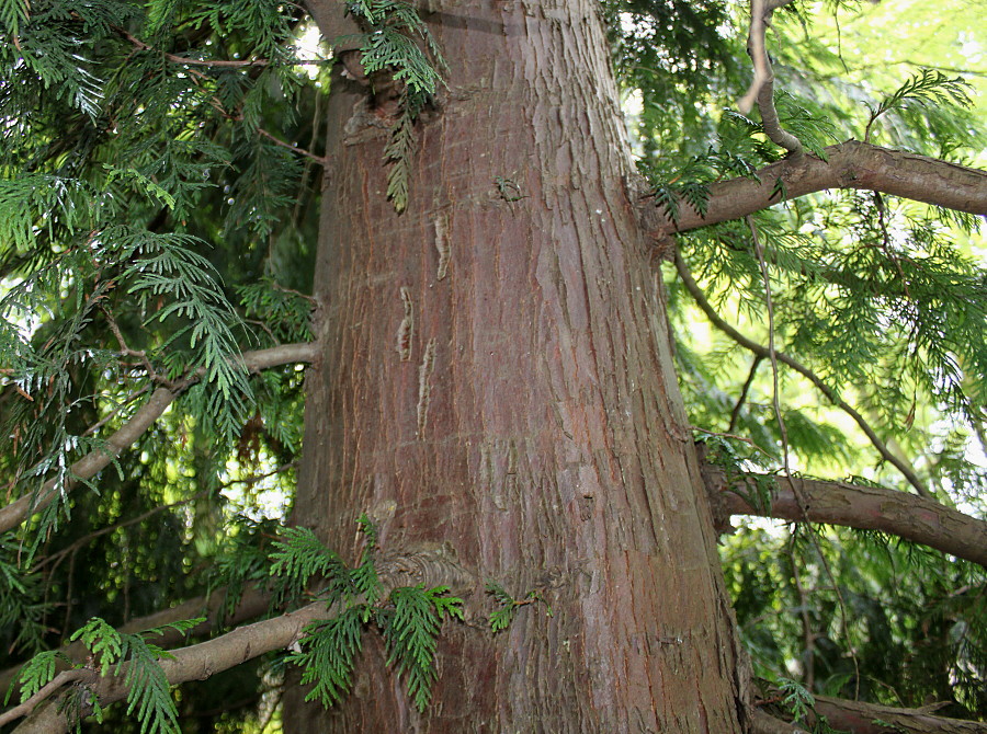 Изображение особи Thuja plicata.