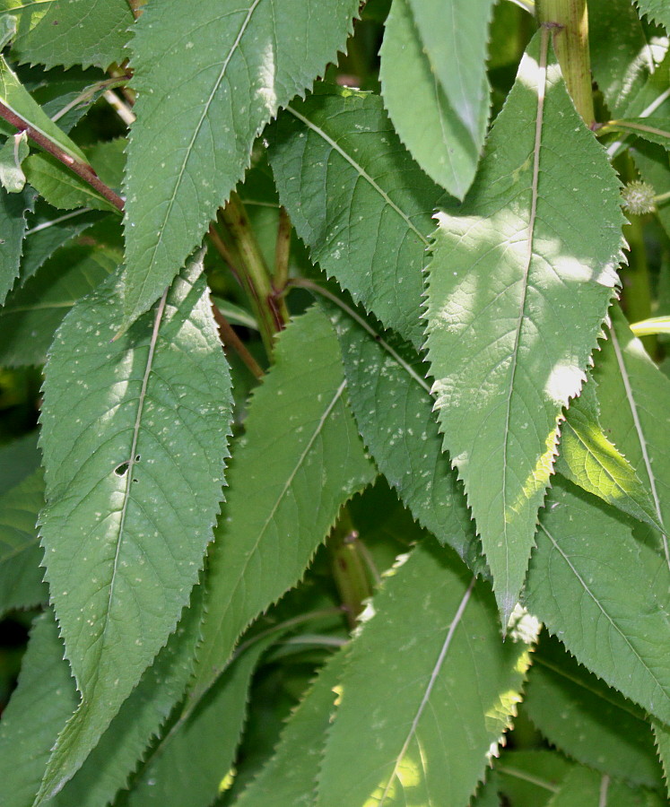 Изображение особи Vernonia gigantea.