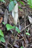 Amorphophallus excentricus