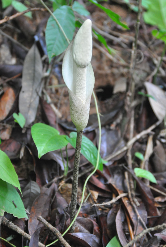 Image of Amorphophallus excentricus specimen.