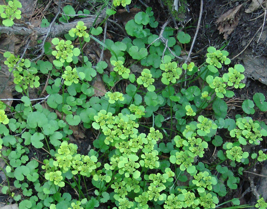 Изображение особи Chrysosplenium sibiricum.
