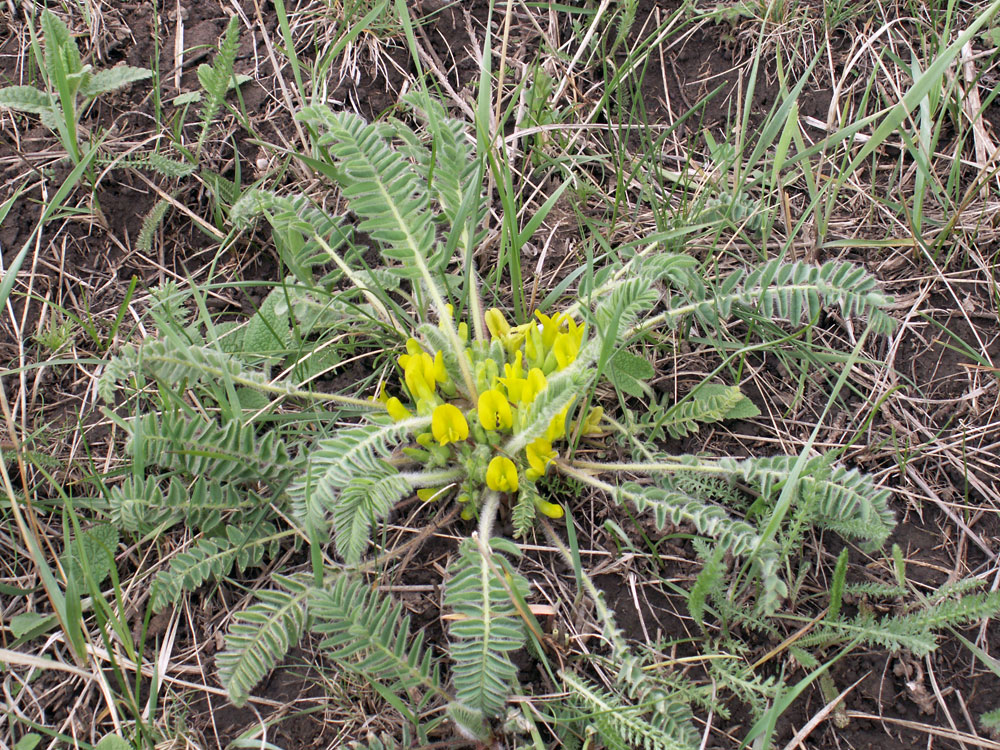 Image of genus Astragalus specimen.