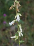 Campanula alliariifolia