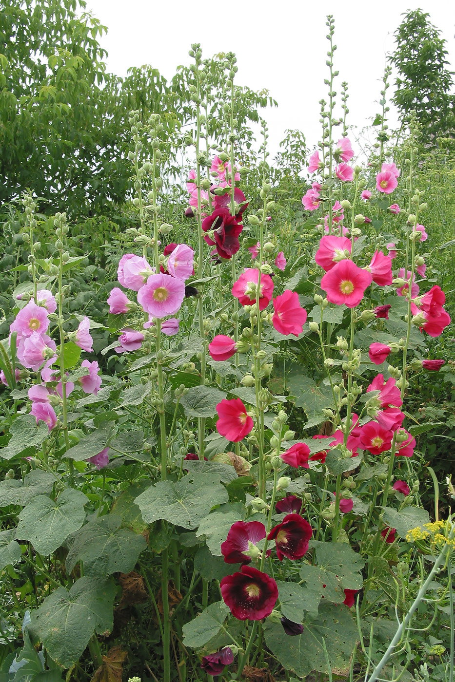 Image of Alcea rosea specimen.