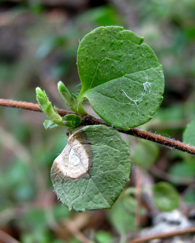 Изображение особи Linnaea borealis.